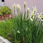 Apartamento Ella Rovinj