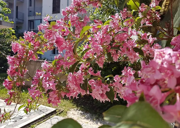 Apartmán Ella *