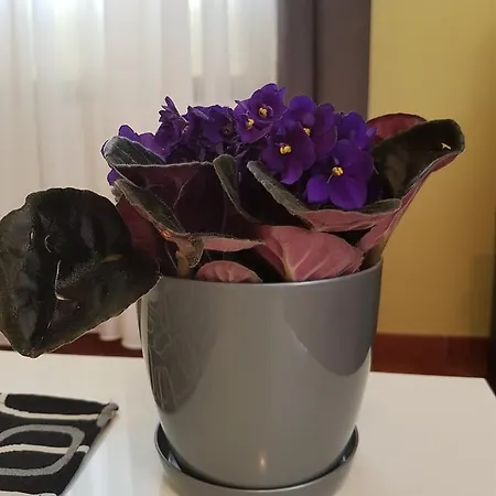 Ella Ровинь