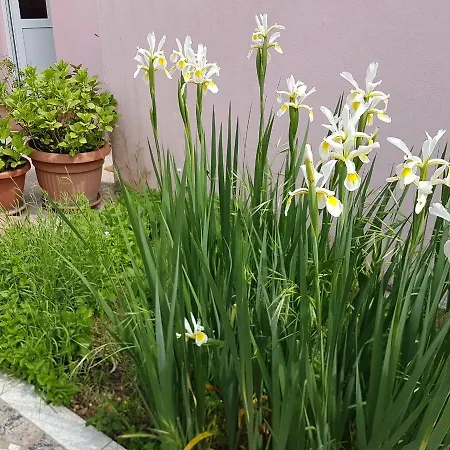 Apartamento Ella Rovinj